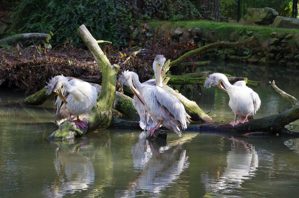flock of spoonbills on the shore of a pond