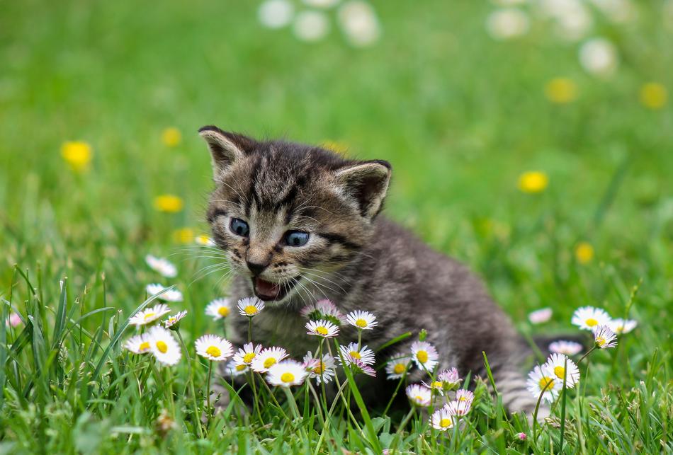 excellent Kitten Domestic