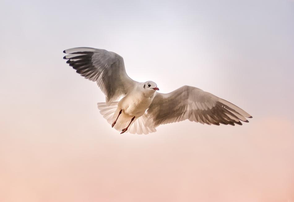 seagull in flight in the pink sky