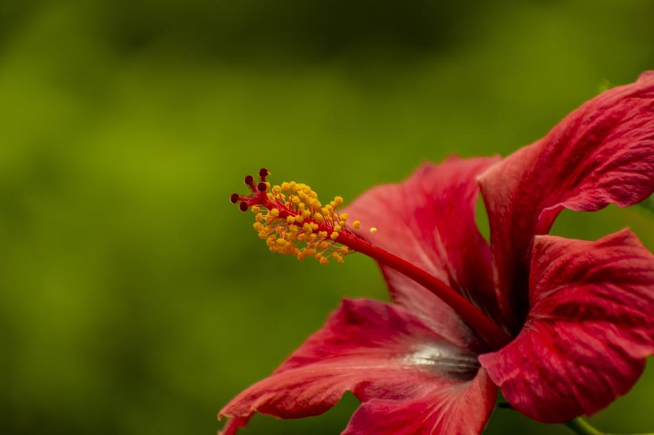 attractive Flower Bella