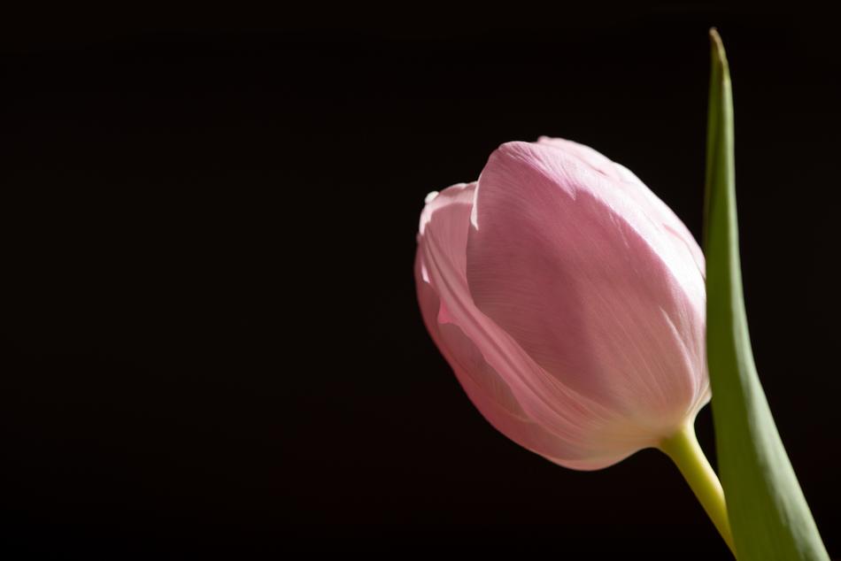 light pink tulip on black background