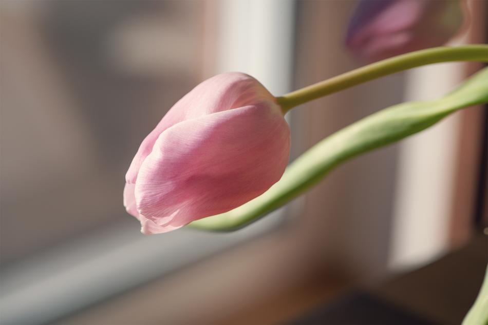 splendid Tulip Pink