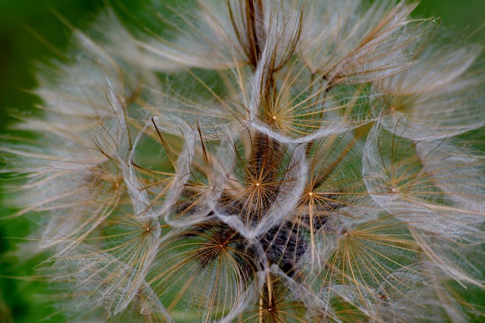 ripe Seeds of Goat's beard wildflower Close Up