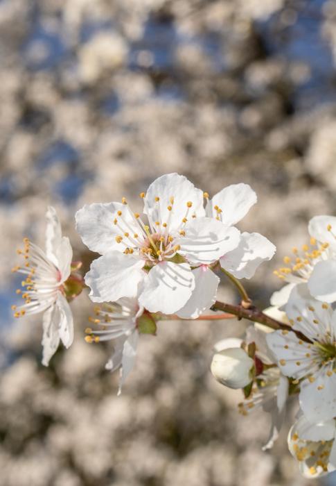Beautiful tree with the white flowerings