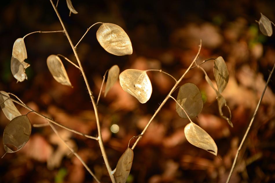 silver leaves lunarium on blurred background