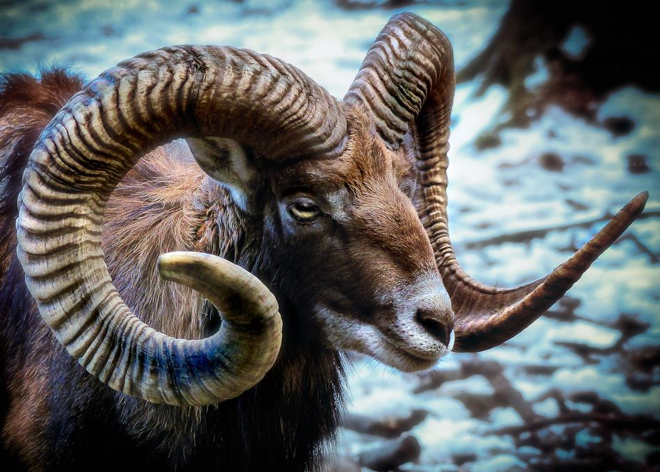 attractive Mouflon Sheep