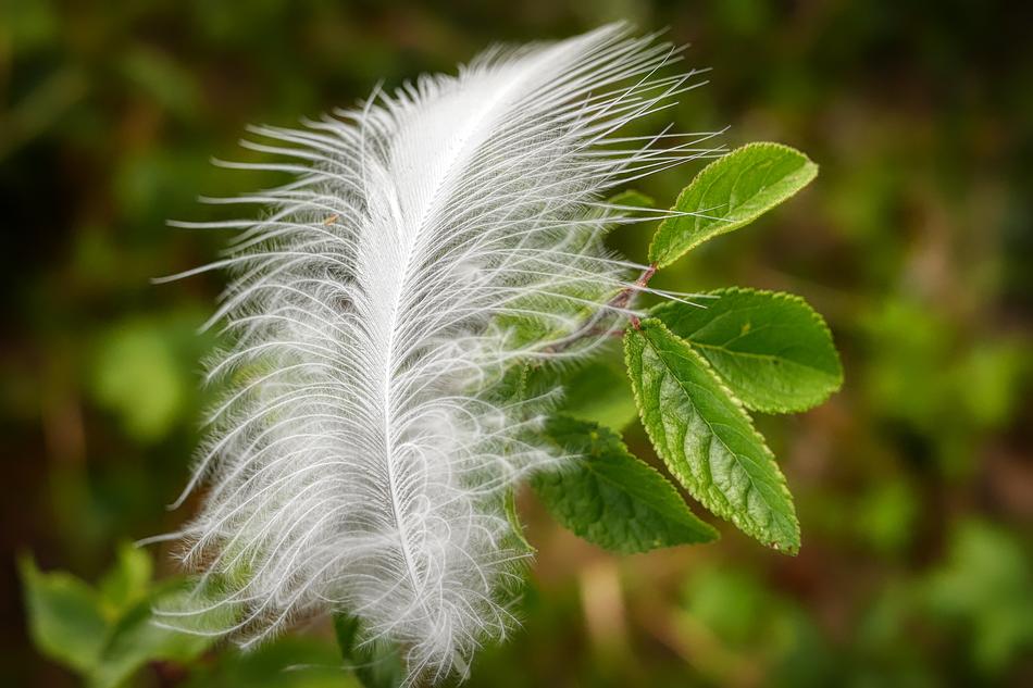 white Feather Slightly Bird