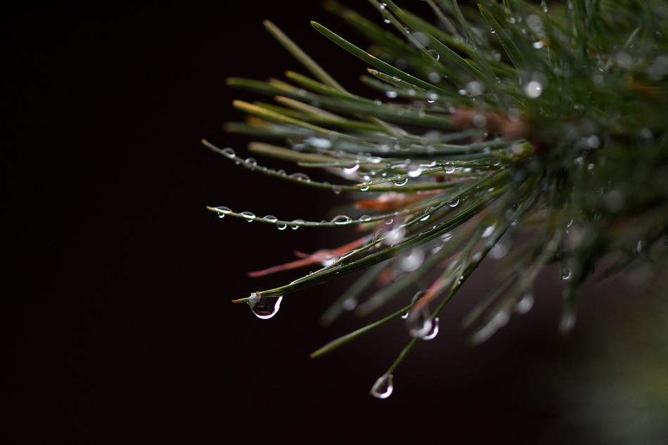 Conifer Raindrop