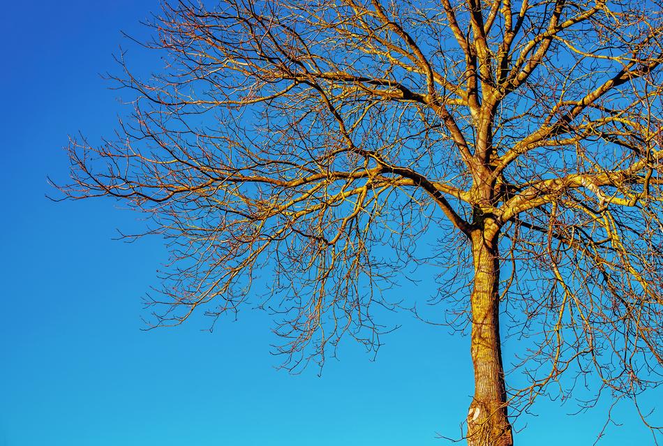 tree on the blue sky background
