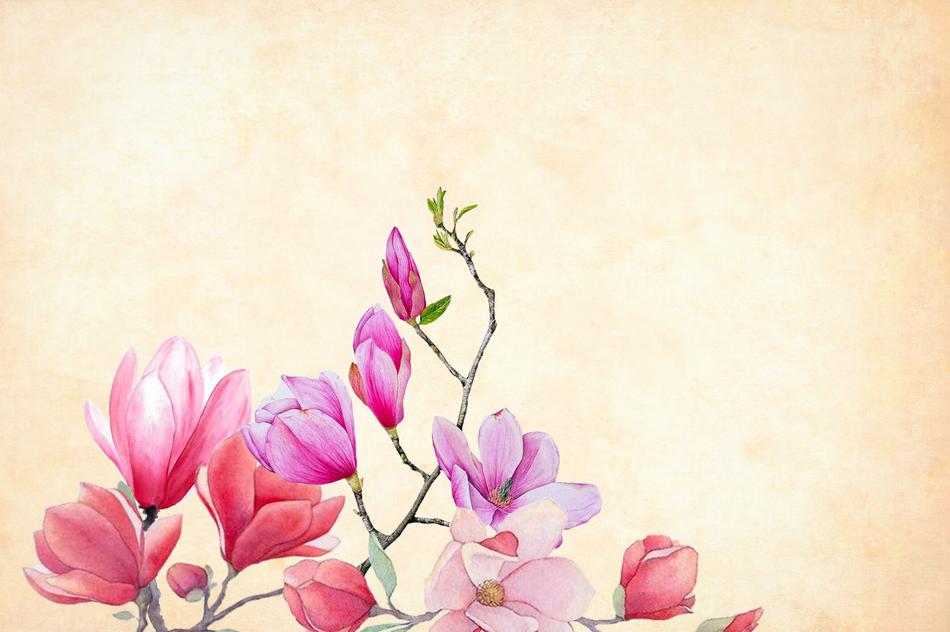 flower magnolia background as a drawing