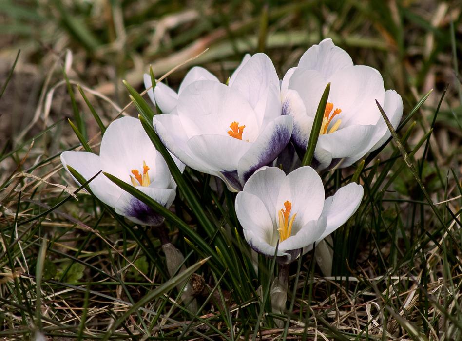four white Crocuses in grass