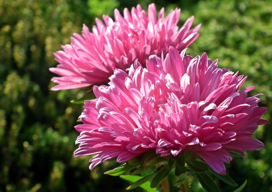 Astra Flowers close-up on blurred background