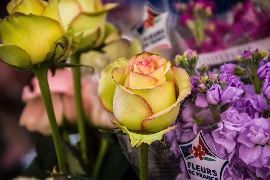 yellow roses in the stall