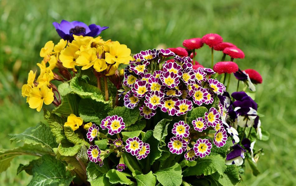 pot with flowers in the garden
