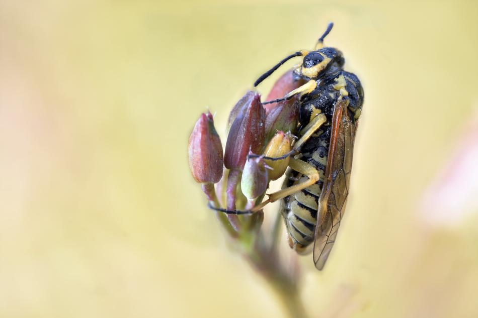 Close-up of the bee, on the beautiful and colorful flowers, at blurred background