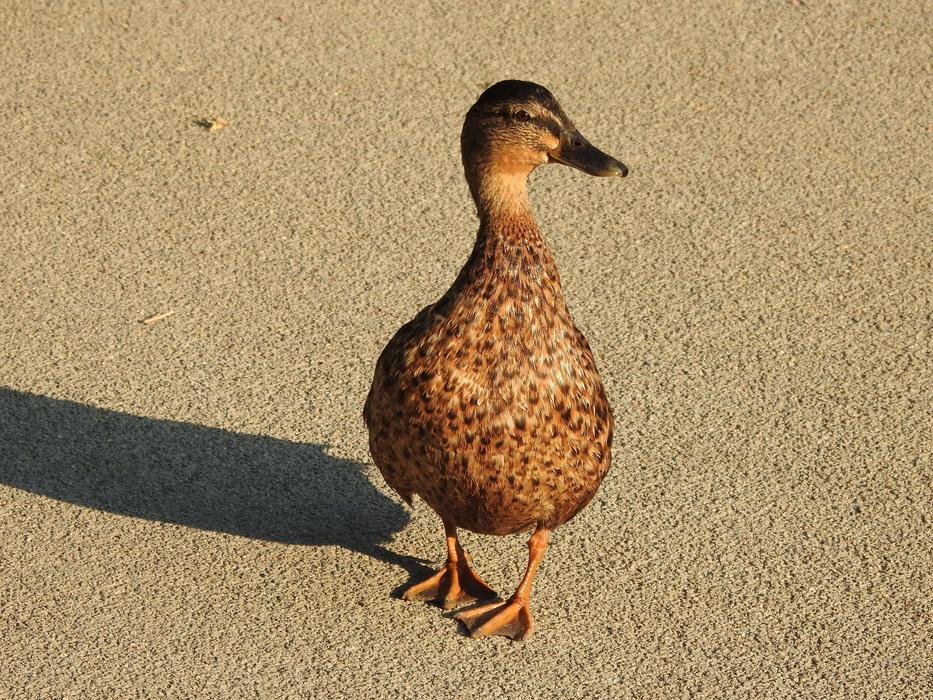 Duck Waddle