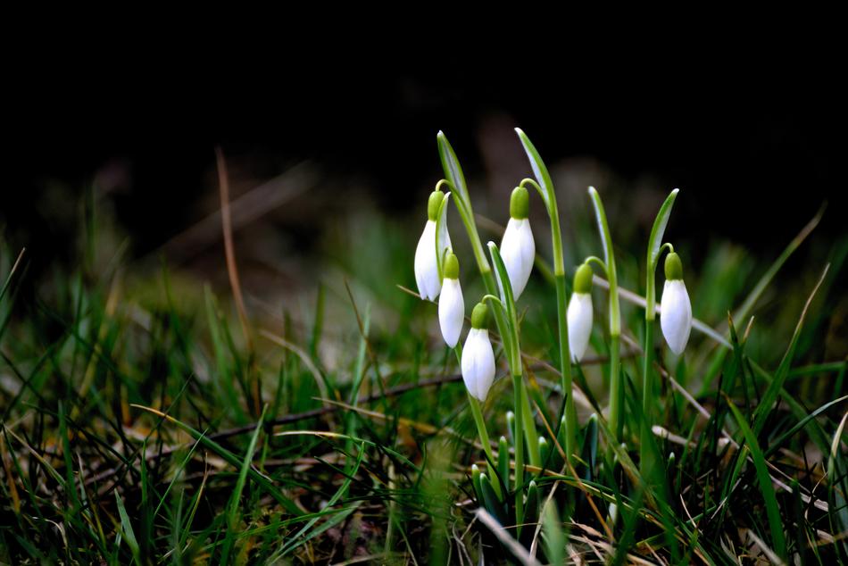 unusually beautiful Snowdrop Early Bloomer