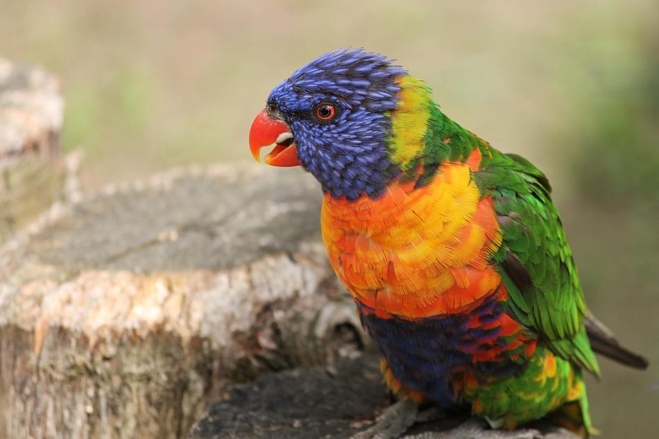 Parrot Close Up