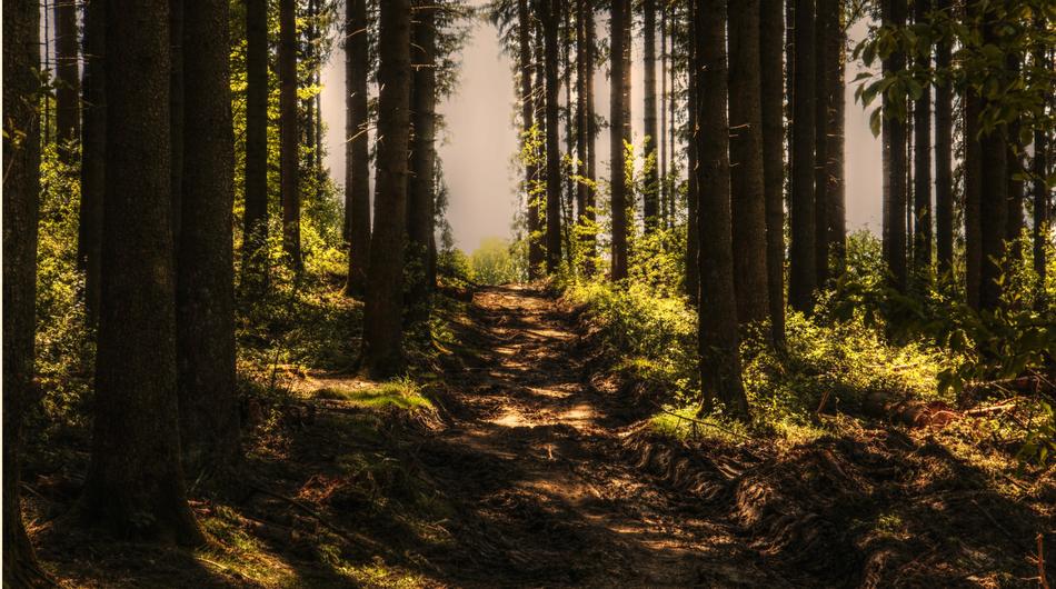 attractive Trees Forest Path