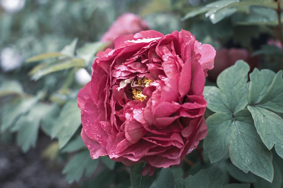 Flower Peony Green