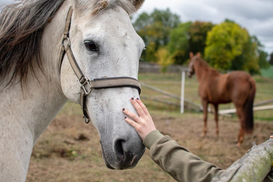 excellent Portrait of Horse Reiter