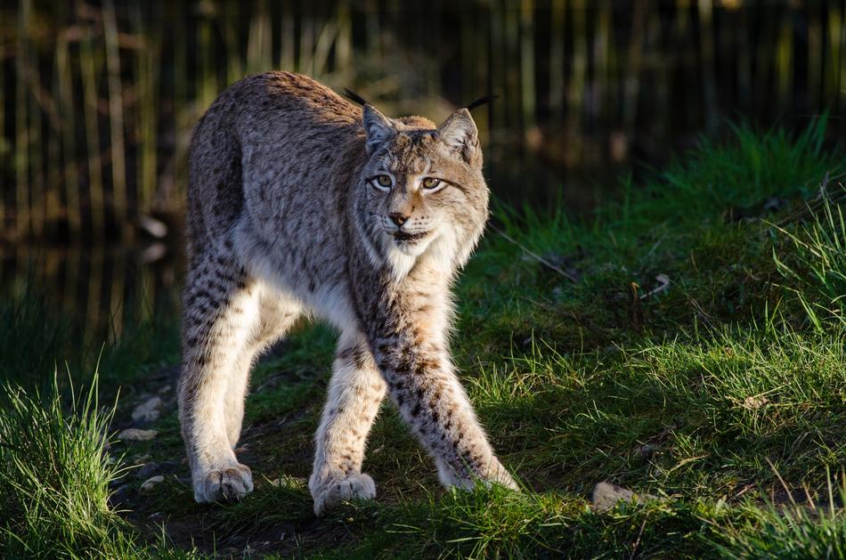 lynx on the grass in the wild
