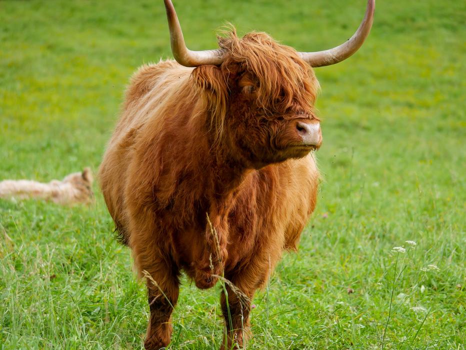 big Highland Beef