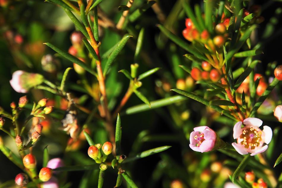 Flowers Blütenzauber Plant