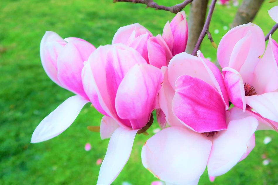 enchanting Tree Branch