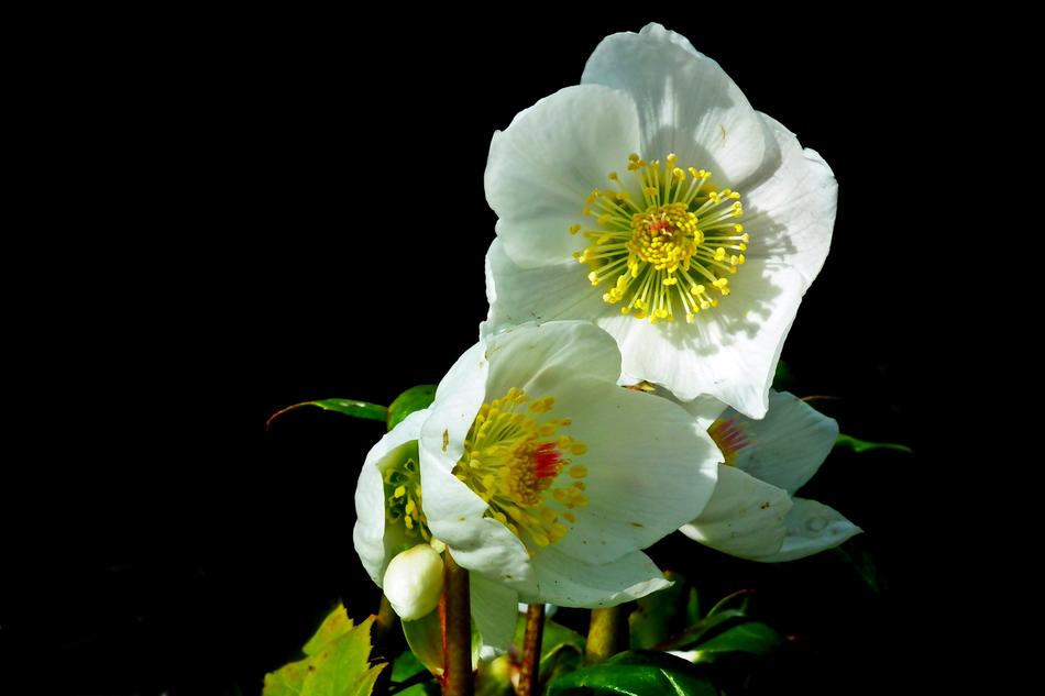 Ciemierniki White