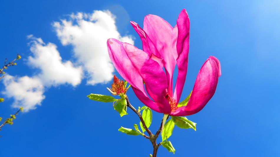 amazing Magnolia Flower and sky
