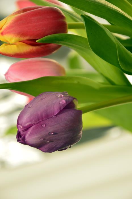 Frühlingsblüher Tulips