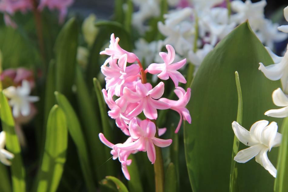 Hyacinth Wild flower