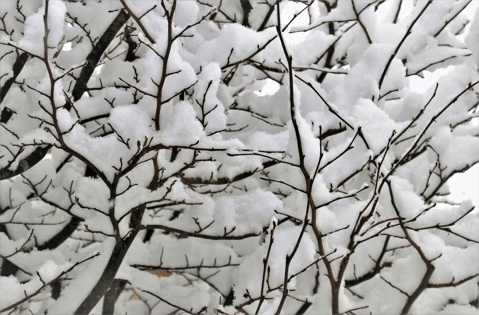 Winter Snow Twigs
