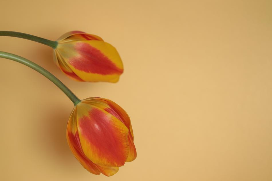 incredible Tulips Nature