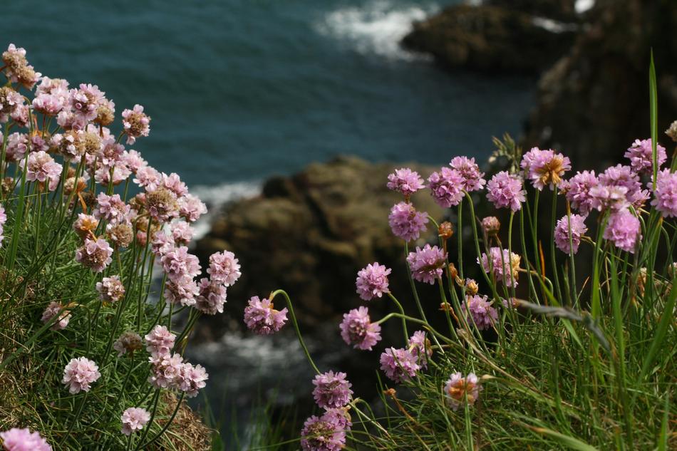 pink wildflowers above Bullers Of Buchan, collapsed sea cave, uk, Scotland