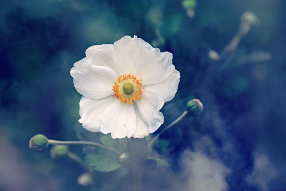 attractive Anemone Flower