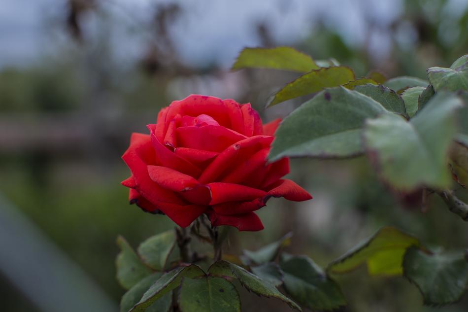 burgundy rose against the evening sky