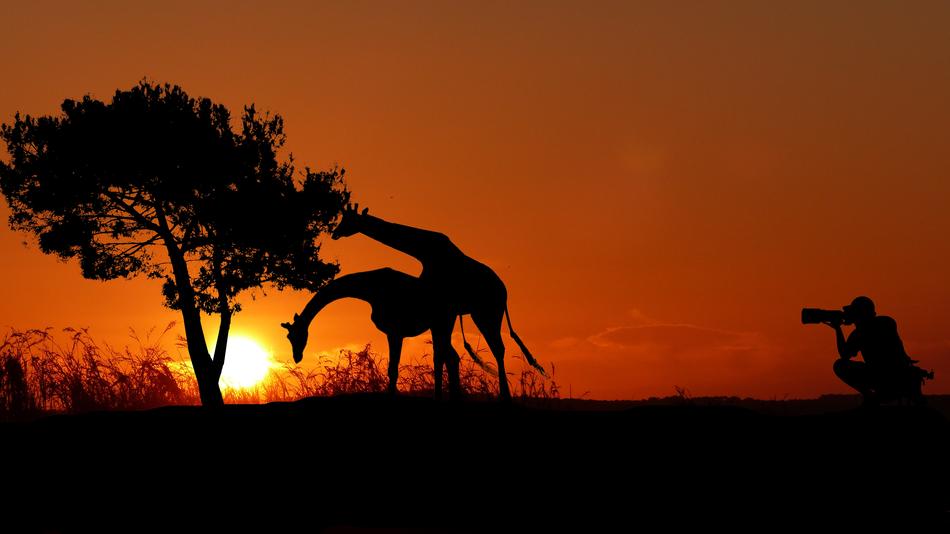 giraffes and photographer silhouettes at naturesunset