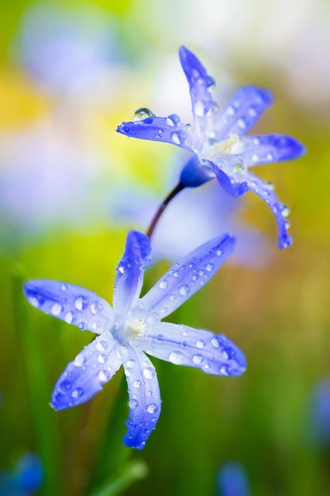 unusually beautiful Flower Macro Nature