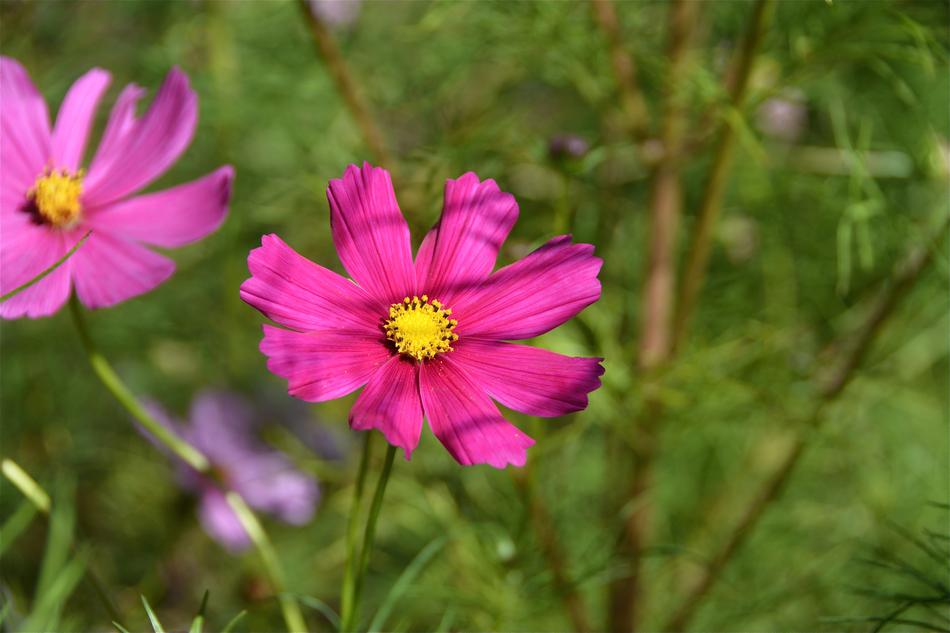 enchanting Pink Nature