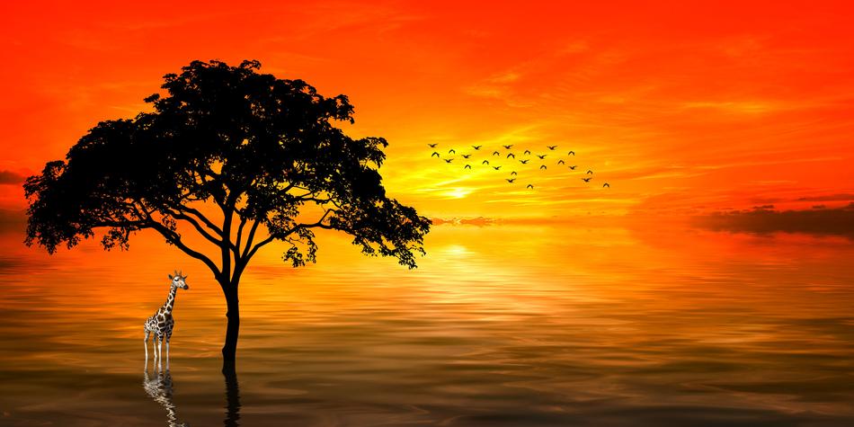 Giraffe near the tree at the dawn on the colorful landscape