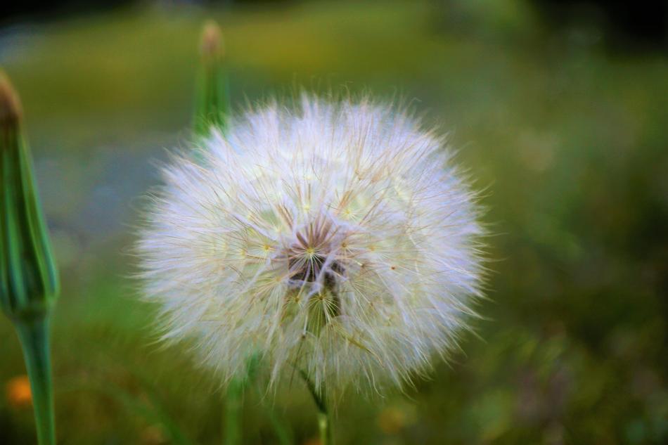 fluffy soft dandelion