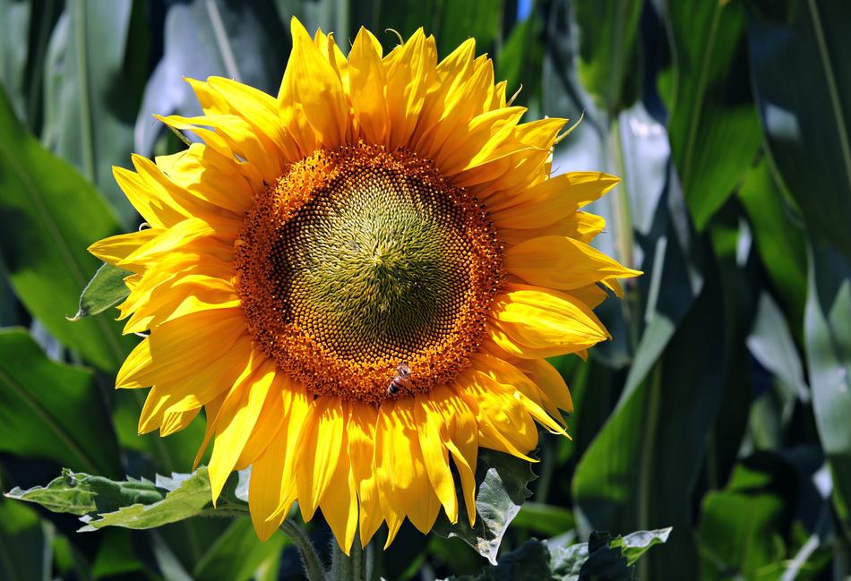 photo of a bright sunflower in the garden