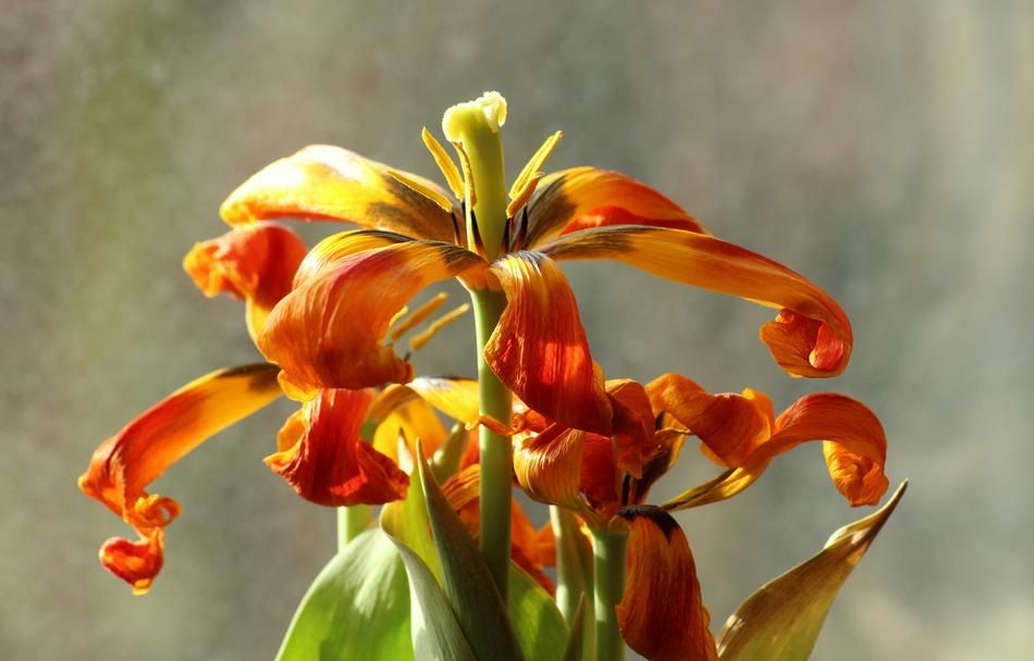 orange beautiful tulips