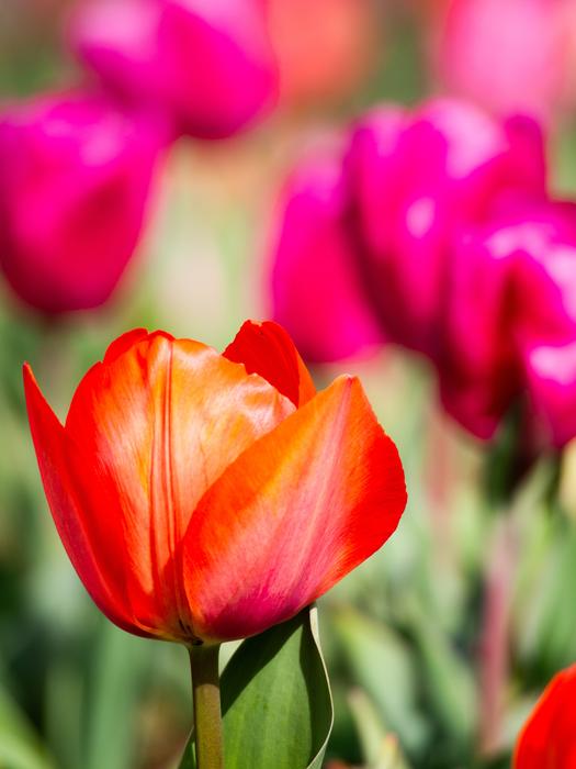 enchanting Tulip Spring Fields