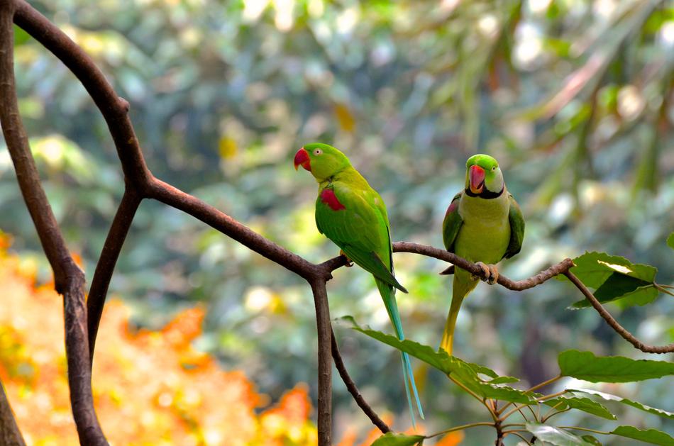 attractive Rainforest Bird