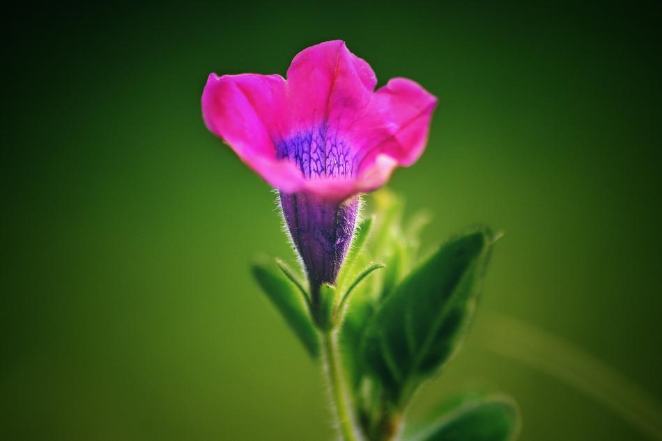Stemless Gentian Flower