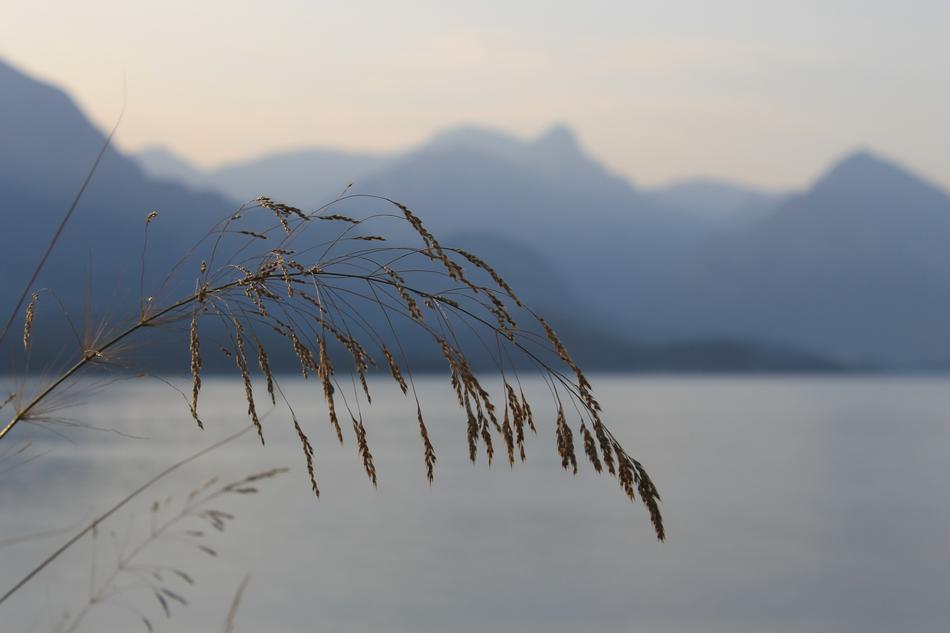 ears of corn on the background of mountains in the mediterranean