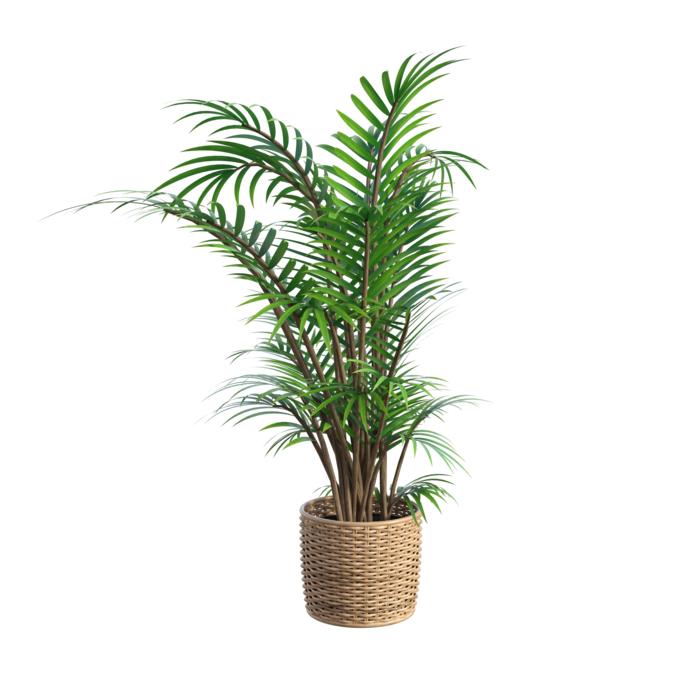 plant fern tall